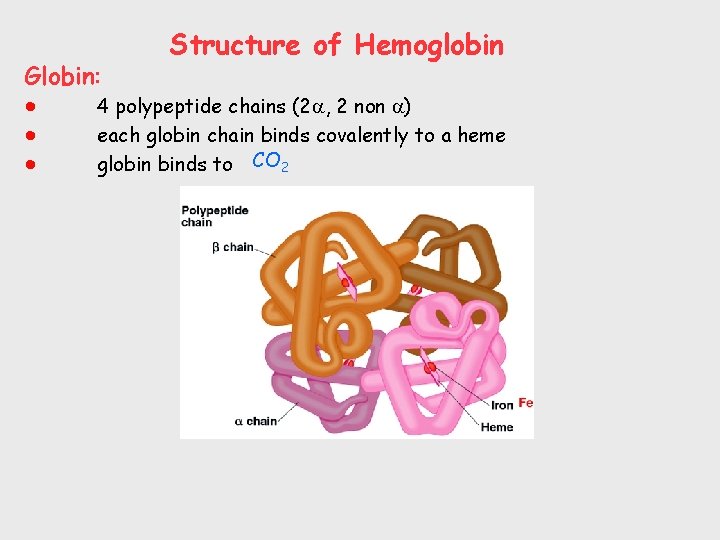 Structure of Hemoglobin Globin: 4 polypeptide chains (2 , 2 non ) each globin