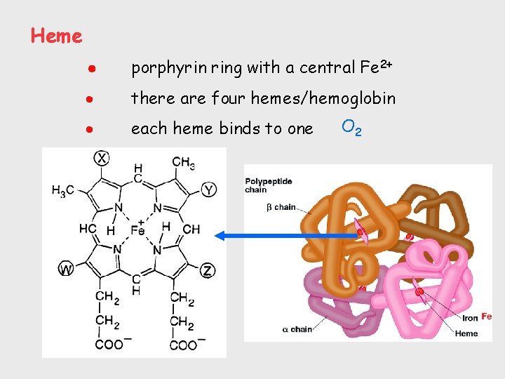 Heme porphyrin ring with a central Fe 2+ there are four hemes/hemoglobin each heme