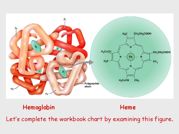 Hemoglobin Heme Let’s complete the workbook chart by examining this figure. 