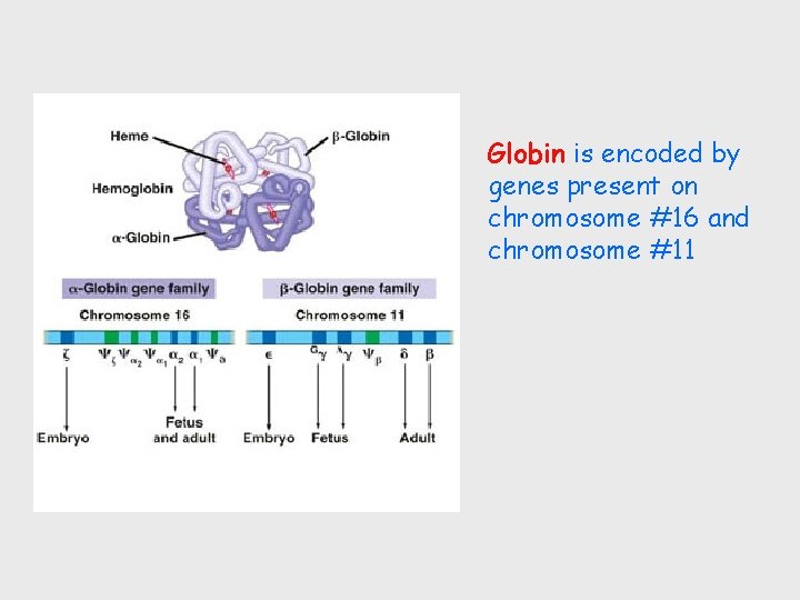 Globin is encoded by genes present on chromosome #16 and chromosome #11 