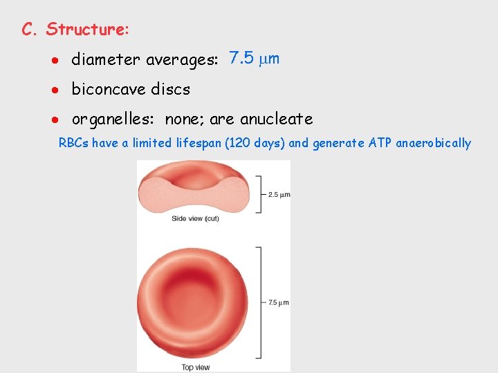 C. Structure: diameter averages: 7. 5 m biconcave discs organelles: none; are anucleate RBCs