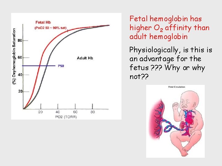 Fetal hemoglobin has higher O 2 affinity than adult hemoglobin Physiologically, is this is