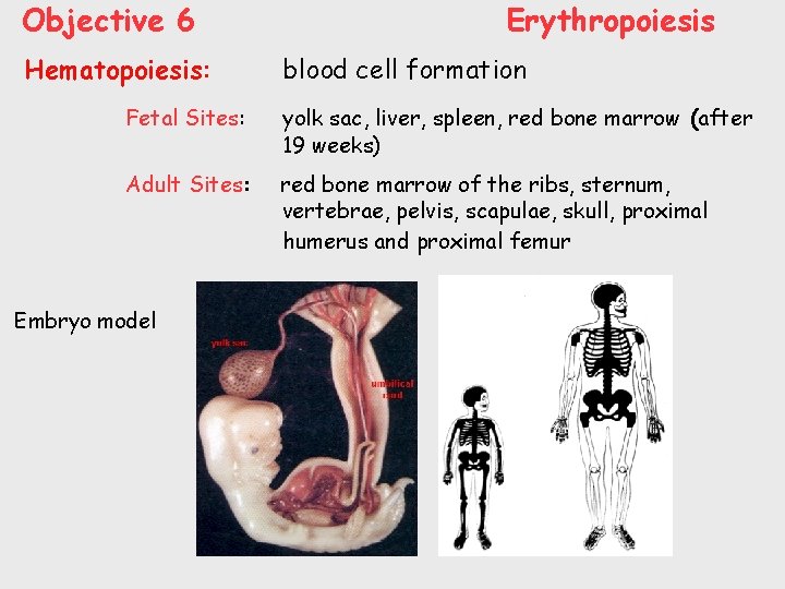 Objective 6 Hematopoiesis: Erythropoiesis blood cell formation Fetal Sites: yolk sac, liver, spleen, red