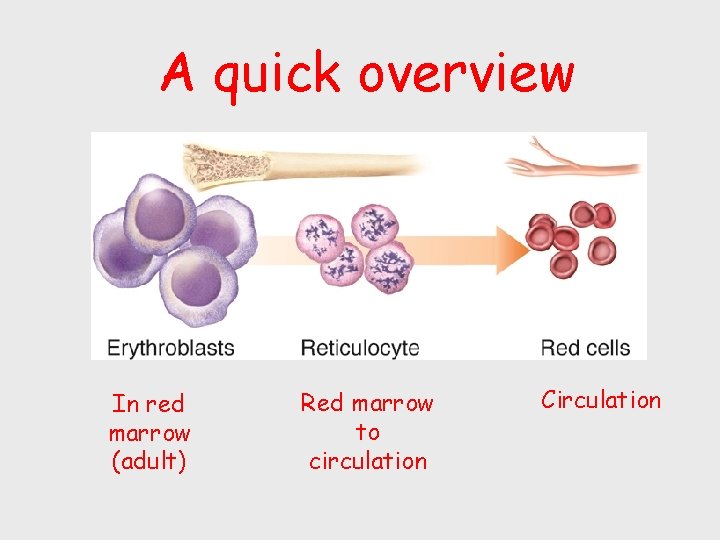 A quick overview In red marrow (adult) Red marrow to circulation Circulation 