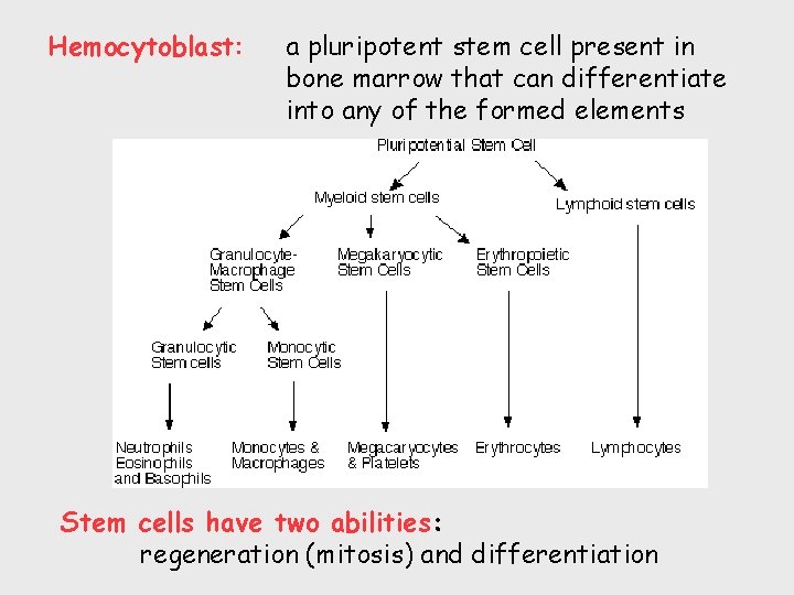 Hemocytoblast: a pluripotent stem cell present in bone marrow that can differentiate into any