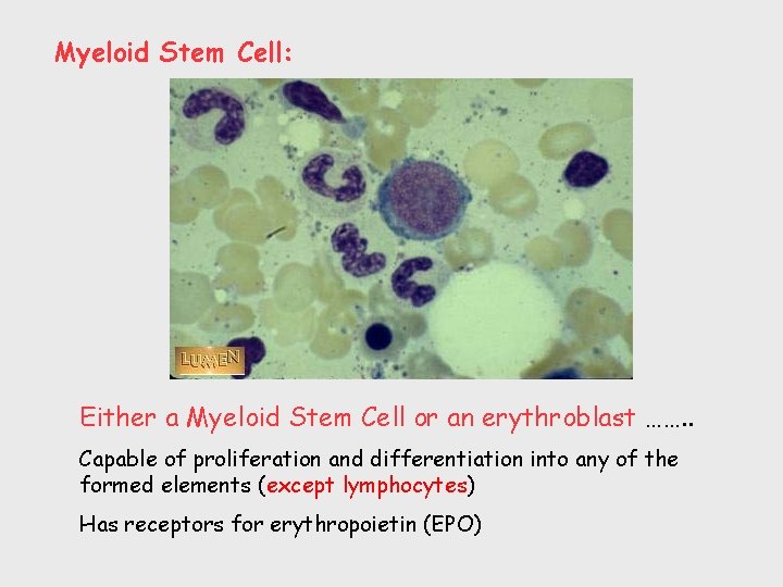 Myeloid Stem Cell: Either a Myeloid Stem Cell or an erythroblast ……. . Capable