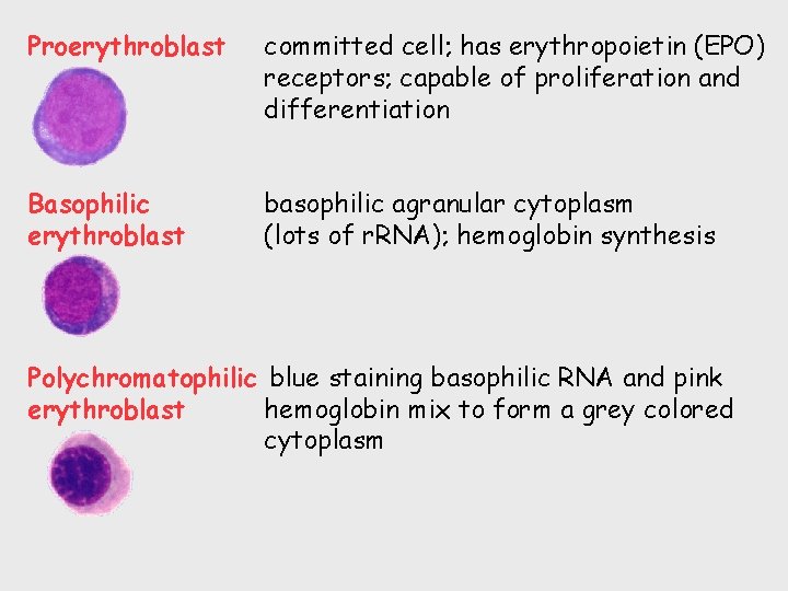 Proerythroblast committed cell; has erythropoietin (EPO) receptors; capable of proliferation and differentiation Basophilic erythroblast