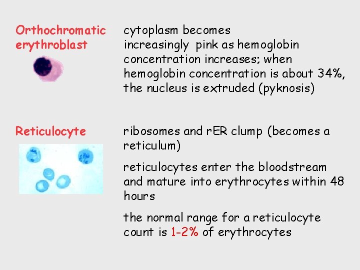 Orthochromatic erythroblast cytoplasm becomes increasingly pink as hemoglobin concentration increases; when hemoglobin concentration is