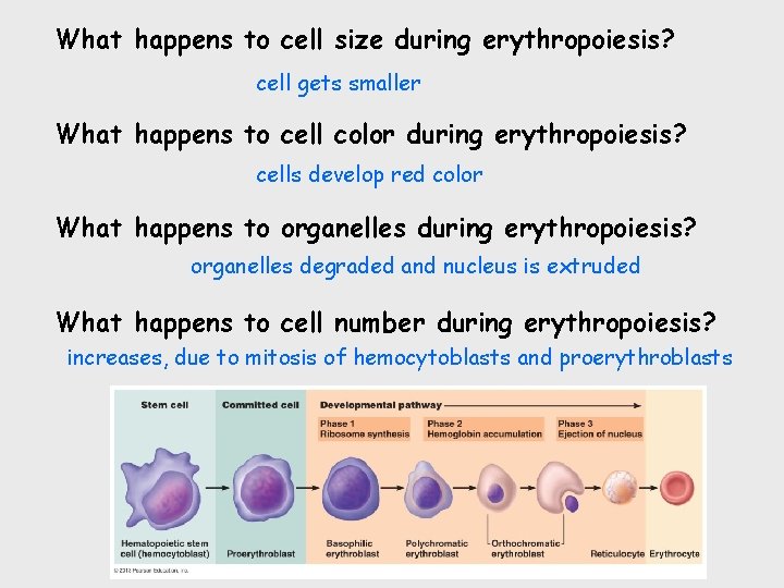 What happens to cell size during erythropoiesis? cell gets smaller What happens to cell
