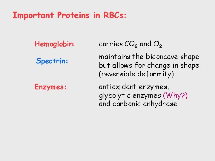 Important Proteins in RBCs: Hemoglobin: Spectrin: Enzymes: carries CO 2 and O 2 maintains