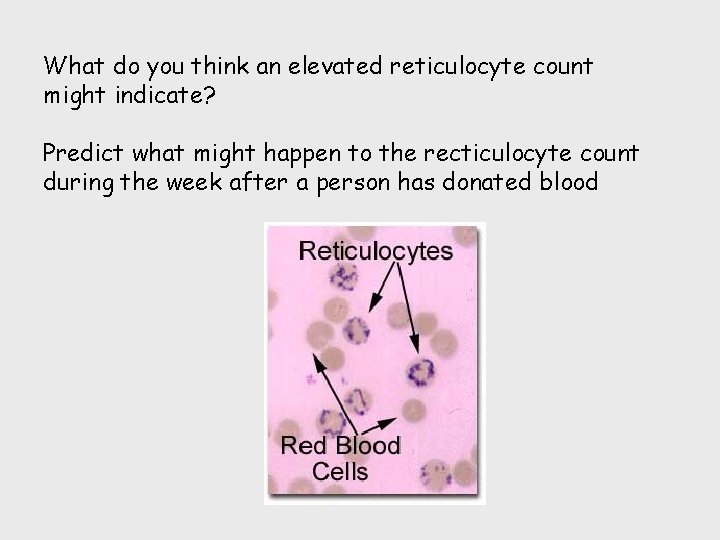 What do you think an elevated reticulocyte count might indicate? Predict what might happen