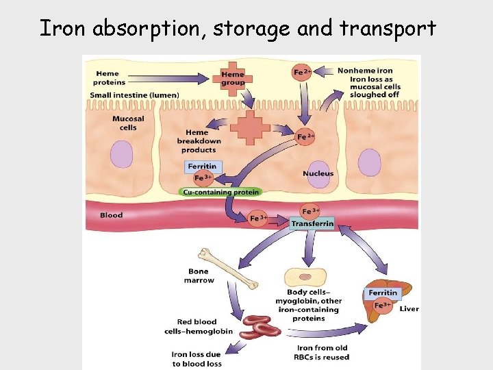 Iron absorption, storage and transport 