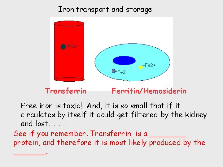 Iron transport and storage Transferrin Ferritin/Hemosiderin Free iron is toxic! And, it is so