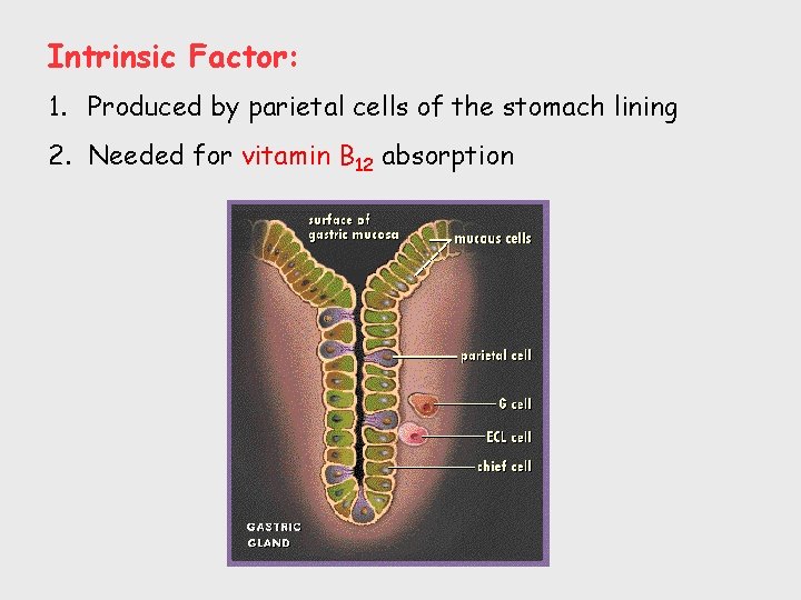 Intrinsic Factor: 1. Produced by parietal cells of the stomach lining 2. Needed for