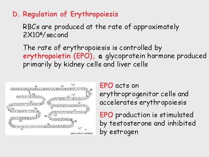 D. Regulation of Erythropoiesis RBCs are produced at the rate of approximately 2 X