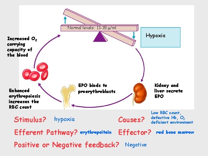 Normal levels: 11 -18 /ml Hypoxia Increased O 2 carrying capacity of the blood