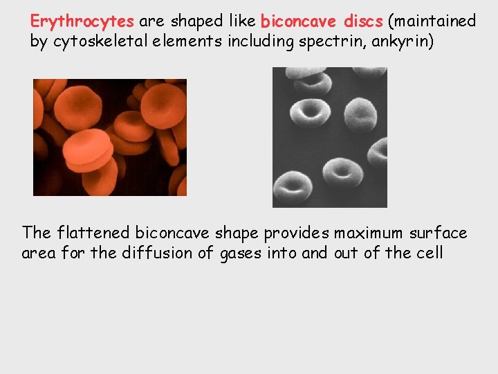 Erythrocytes are shaped like biconcave discs (maintained by cytoskeletal elements including spectrin, ankyrin) The