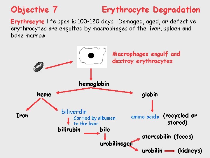 Objective 7 Erythrocyte Degradation Erythrocyte life span is 100 -120 days. Damaged, or defective