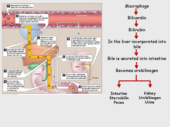 Macrophage Biliverdin Bilirubin In the liver incorporated into bile Bile is secreted into intestine