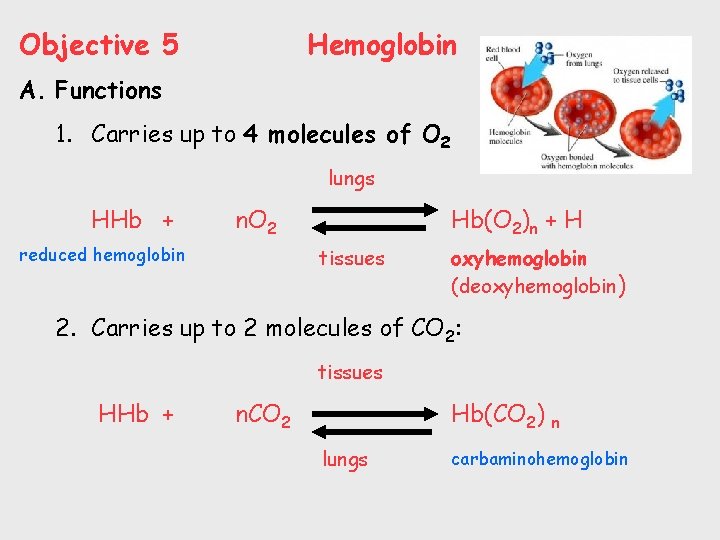 Objective 5 Hemoglobin A. Functions 1. Carries up to 4 molecules of O 2
