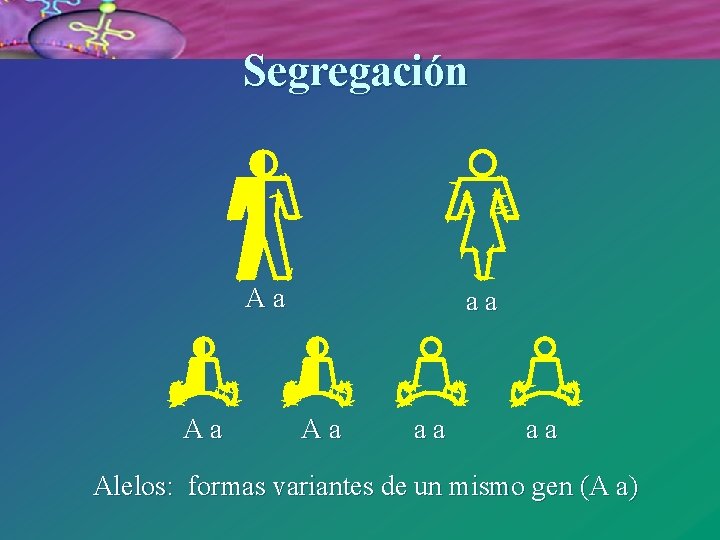 Segregación Aa Aa aa aa Alelos: formas variantes de un mismo gen (A a)