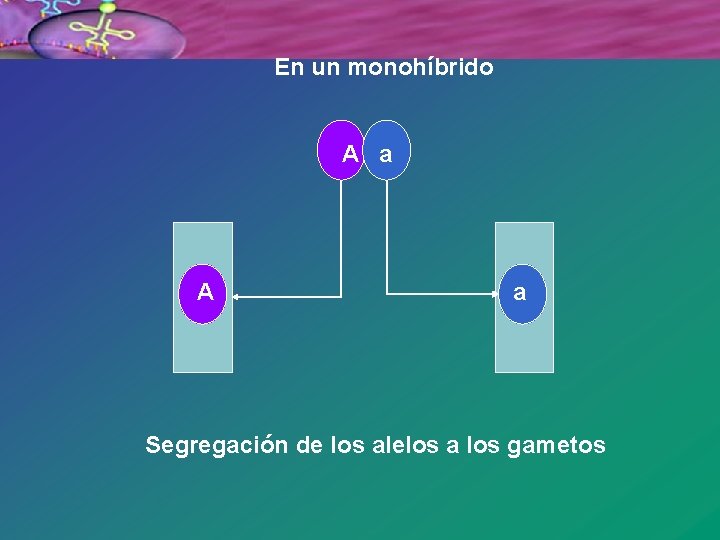 En un monohíbrido A a Segregación de los alelos a los gametos 