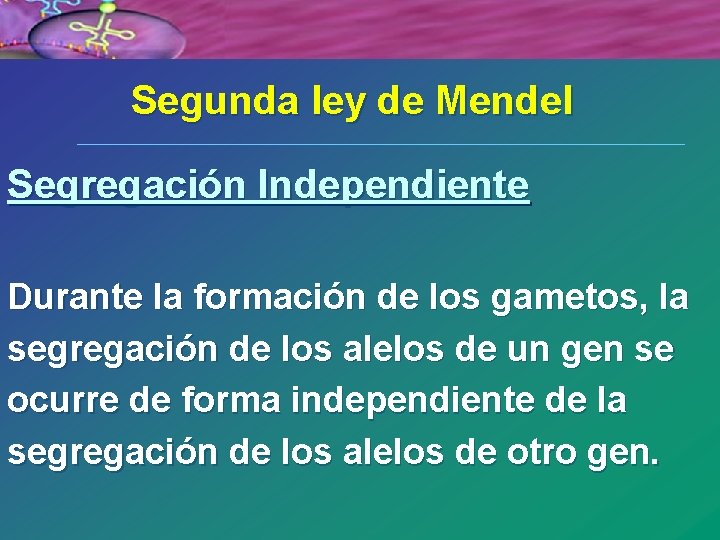 Segunda ley de Mendel Segregación Independiente Durante la formación de los gametos, la segregación