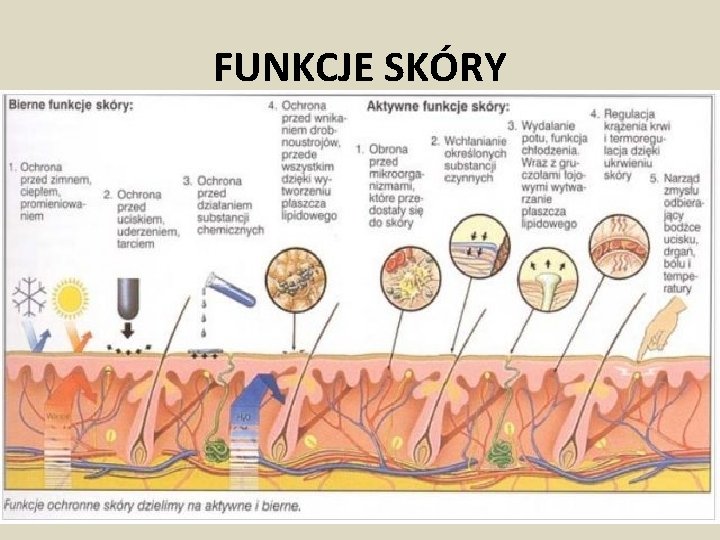 FUNKCJE SKÓRY 