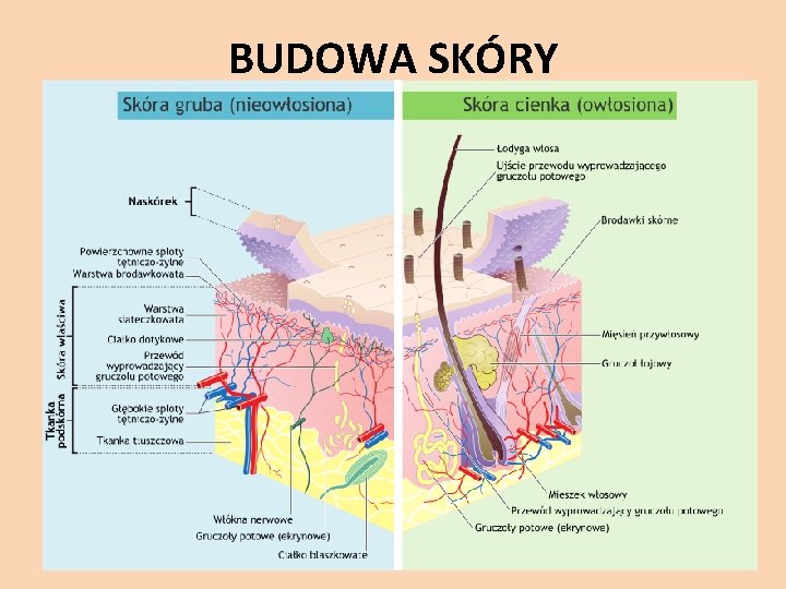 BUDOWA SKÓRY 