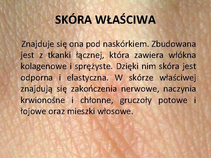 SKÓRA WŁAŚCIWA Znajduje się ona pod naskórkiem. Zbudowana jest z tkanki łącznej, która zawiera