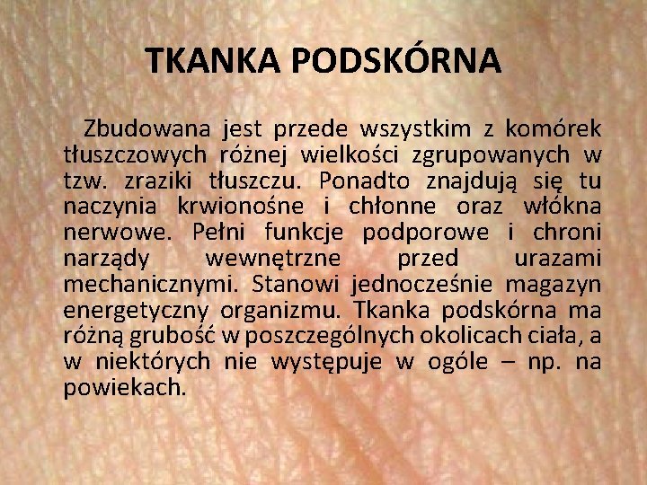 TKANKA PODSKÓRNA Zbudowana jest przede wszystkim z komórek tłuszczowych różnej wielkości zgrupowanych w tzw.