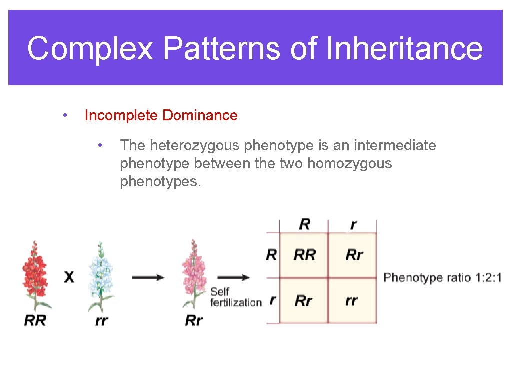 Complex Patterns of Inheritance • Incomplete Dominance • The heterozygous phenotype is an intermediate