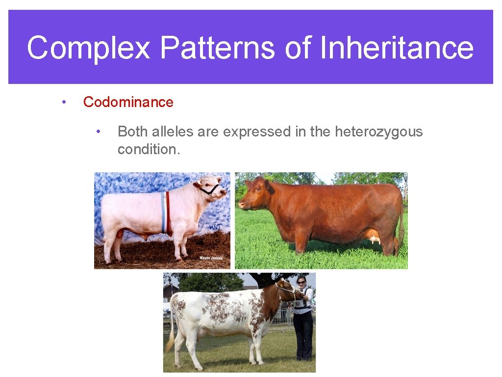 Complex Patterns of Inheritance • Codominance • Both alleles are expressed in the heterozygous