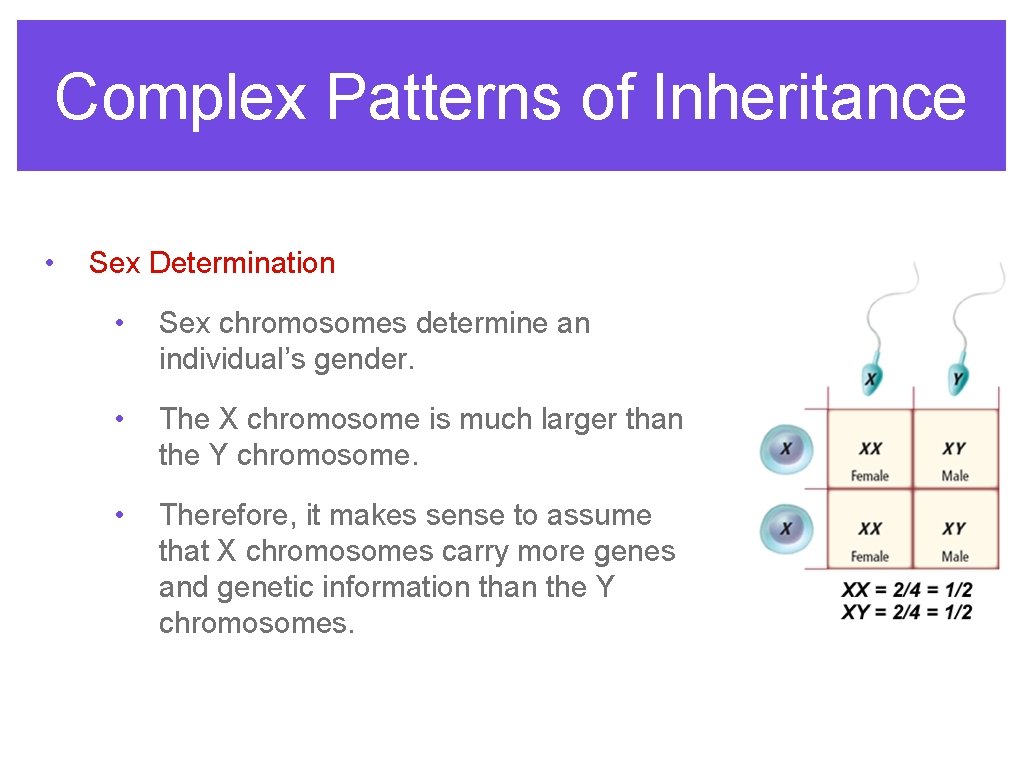 Complex Patterns of Inheritance • Sex Determination • Sex chromosomes determine an individual’s gender.