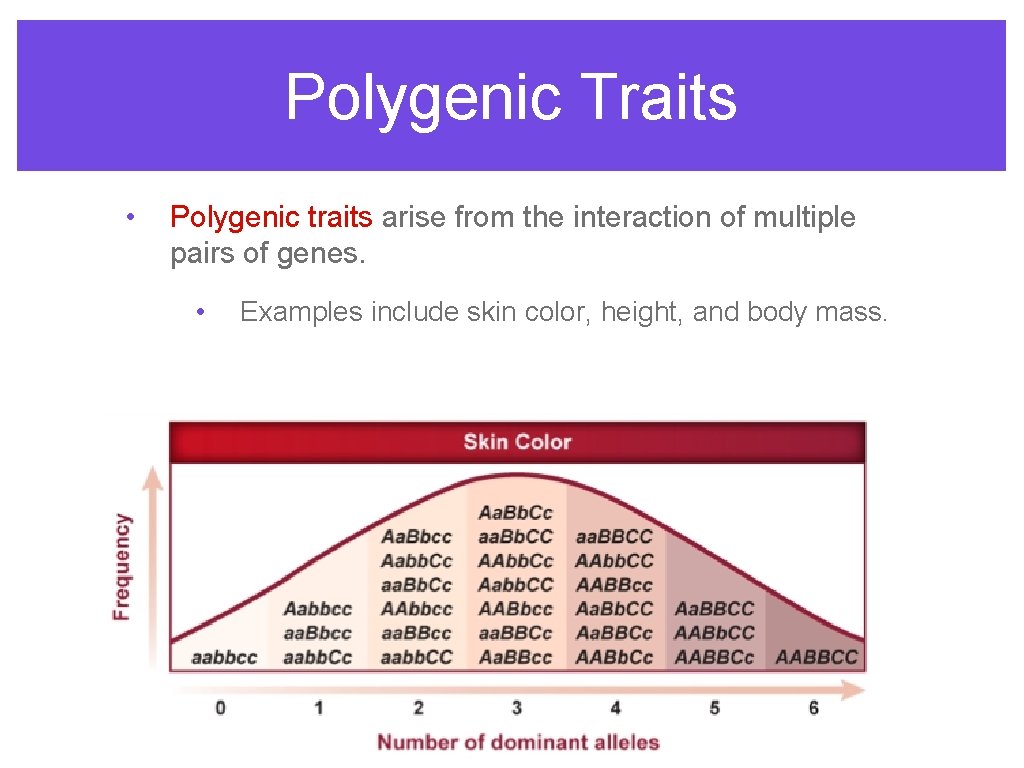 Polygenic Traits • Polygenic traits arise from the interaction of multiple pairs of genes.