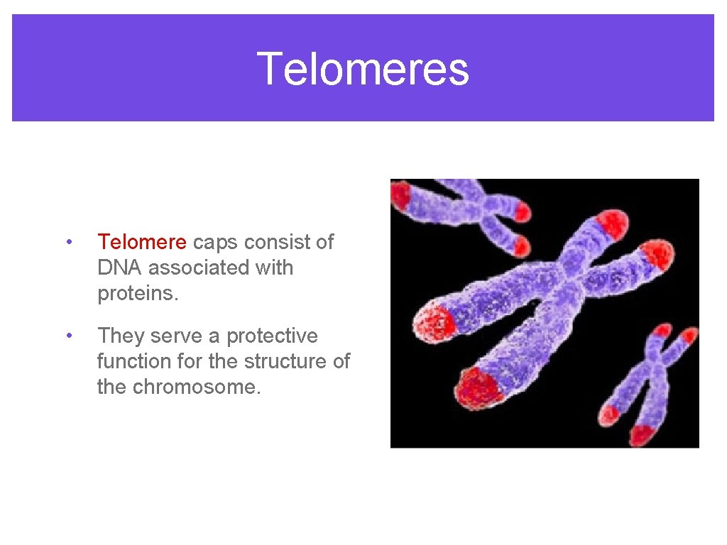 Telomeres • Telomere caps consist of DNA associated with proteins. • They serve a