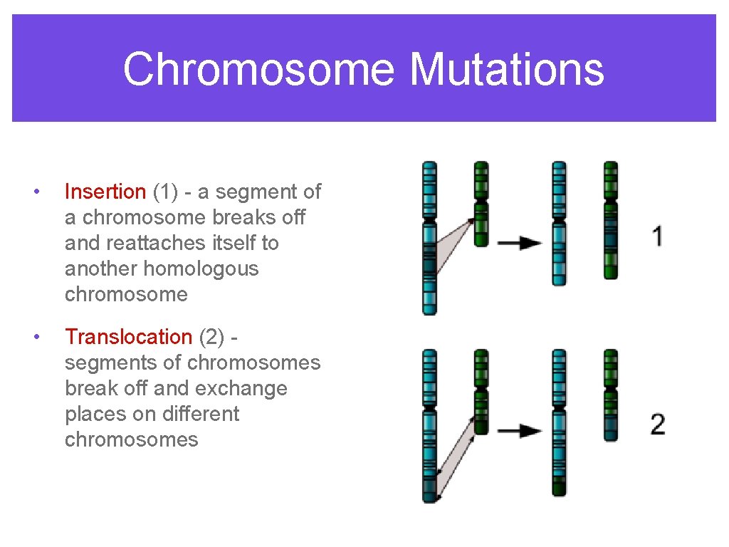 Chromosome Mutations • Insertion (1) - a segment of a chromosome breaks off and