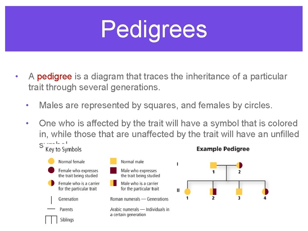 Pedigrees • A pedigree is a diagram that traces the inheritance of a particular