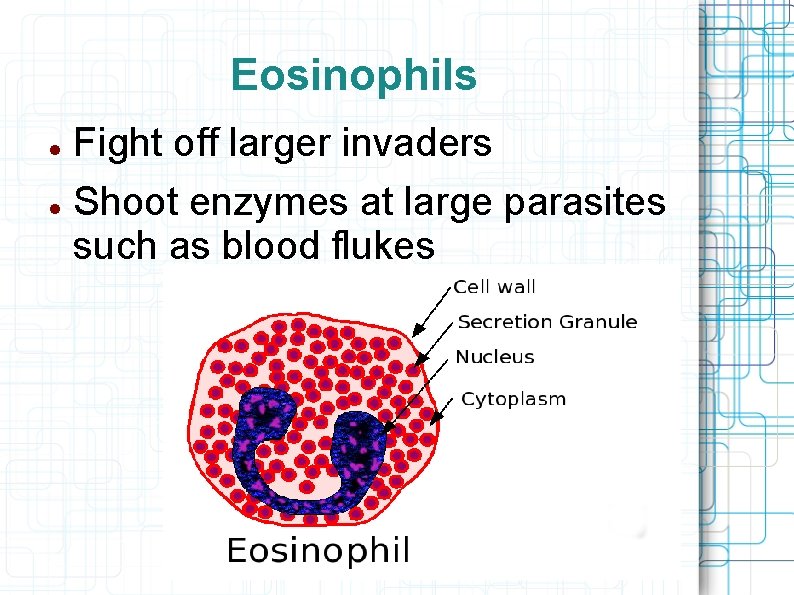 Eosinophils Fight off larger invaders Shoot enzymes at large parasites such as blood flukes
