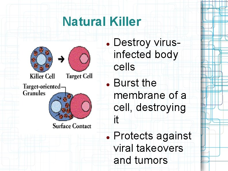 Natural Killer Destroy virusinfected body cells Burst the membrane of a cell, destroying it