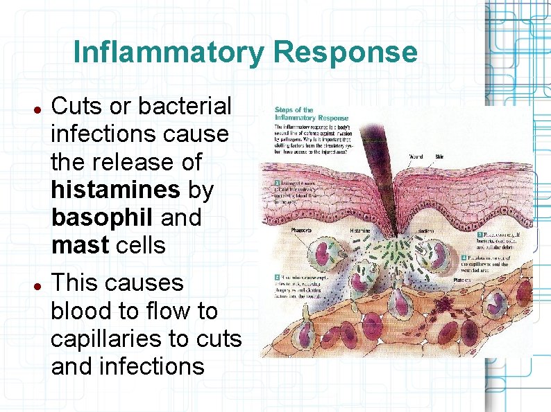 Inflammatory Response Cuts or bacterial infections cause the release of histamines by basophil and
