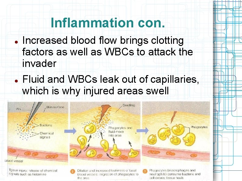 Inflammation con. Increased blood flow brings clotting factors as well as WBCs to attack