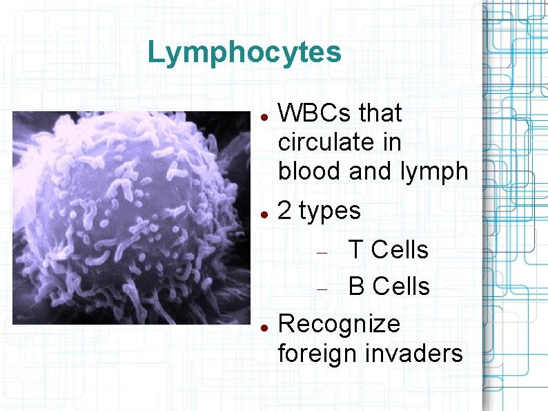 Lymphocytes WBCs that circulate in blood and lymph 2 types T Cells B Cells