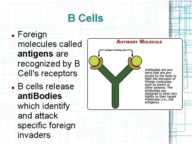 B Cells Foreign molecules called antigens are recognized by B Cell's receptors B cells