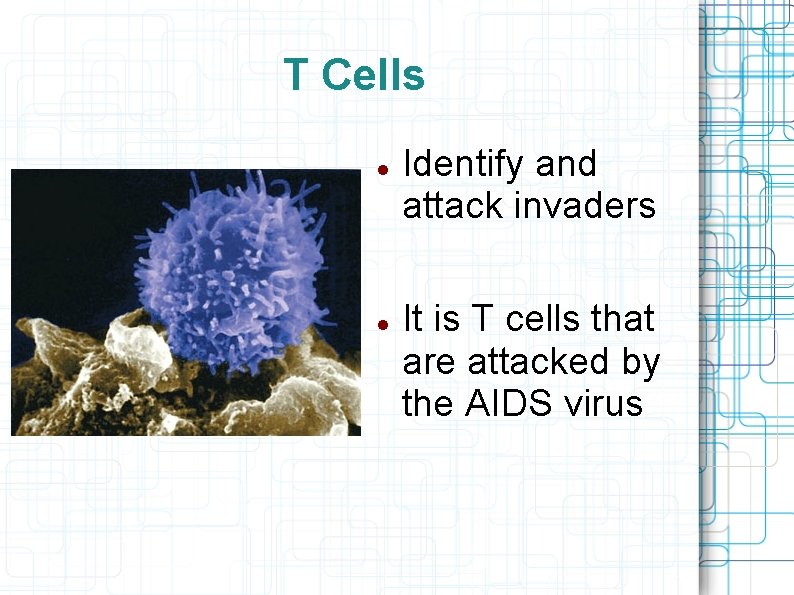 T Cells Identify and attack invaders It is T cells that are attacked by
