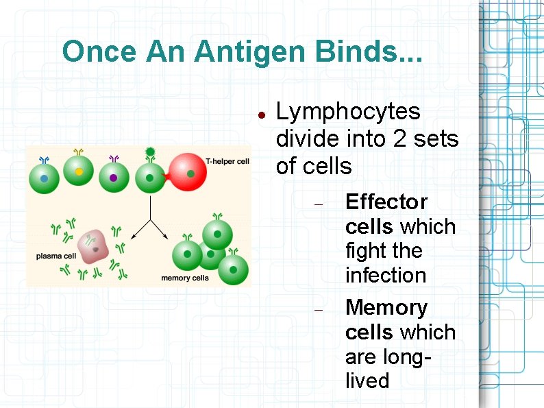 Once An Antigen Binds. . . Lymphocytes divide into 2 sets of cells Effector