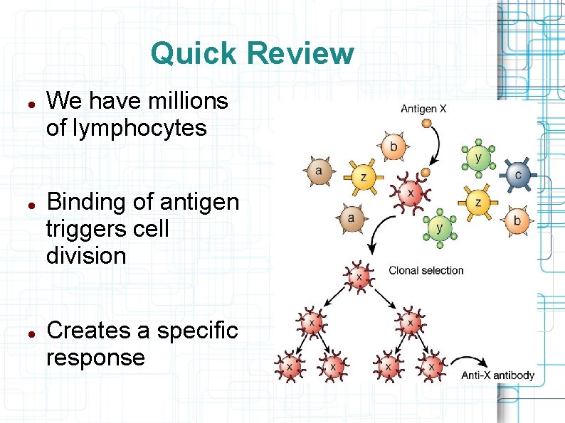 Quick Review We have millions of lymphocytes Binding of antigen triggers cell division Creates