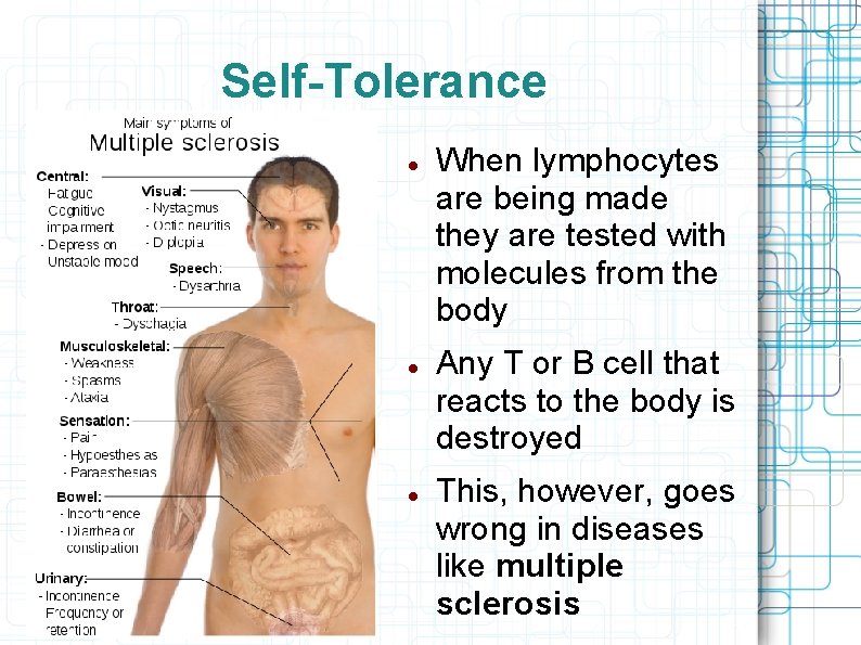 Self-Tolerance When lymphocytes are being made they are tested with molecules from the body