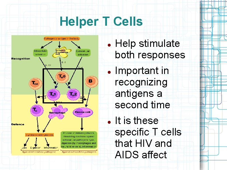 Helper T Cells Help stimulate both responses Important in recognizing antigens a second time