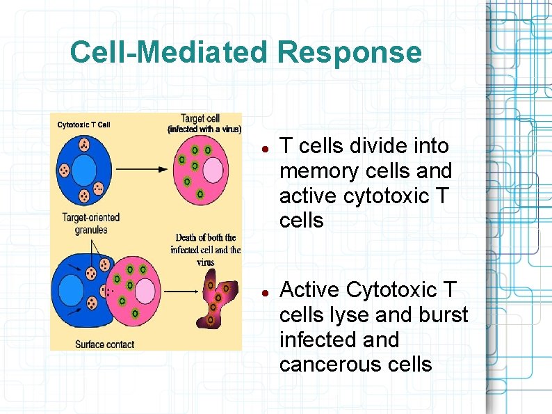 Cell-Mediated Response T cells divide into memory cells and active cytotoxic T cells Active